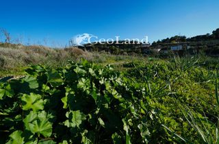 Αγροτεμάχια 12.304 τ.μ. πρός πώληση, Αργολίδα, Κρανίδι-thumb-8