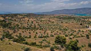 Αγροτεμάχια 6.246 τ.μ. για πώληση, Αργολίδα, Κρανίδι-thumb-13