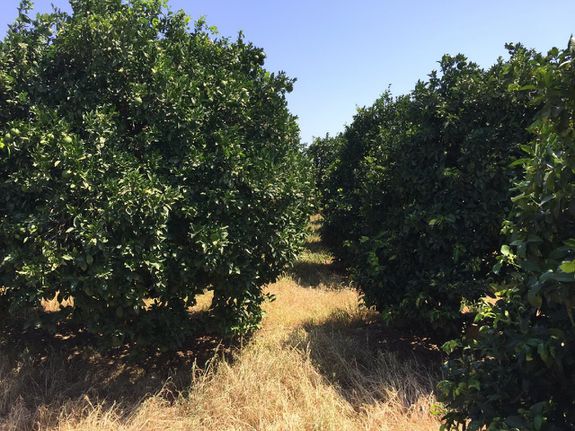 Αγροτεμάχια 14.500 τ.μ. για πώληση, Αργολίδα, Άργος