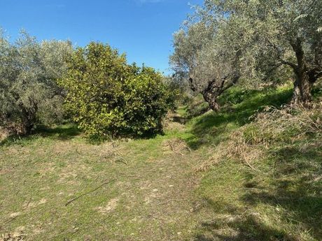 Αγροτεμάχια 15.000 τ.μ. για πώληση