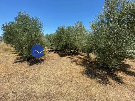 Αγροτεμάχια 7.000 τ.μ. για πώληση