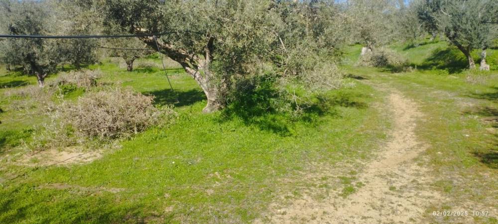 Αγροτεμάχια 6.500 τ.μ. πρός πώληση, Κορινθία, Σικυώνα