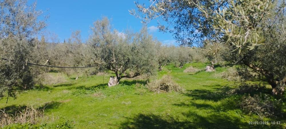 Αγροτεμάχια 6.500 τ.μ. πρός πώληση, Κορινθία, Σικυώνα