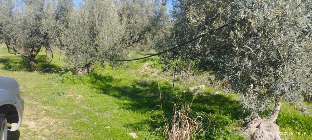 Αγροτεμάχια 6.500 τ.μ. πρός πώληση, Κορινθία, Σικυώνα