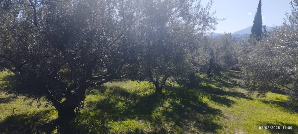 Αγροτεμάχια 6.500 τ.μ. πρός πώληση, Κορινθία, Σικυώνα