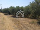 Parcel 2.074sqm for sale-Triglia » Nea Triglia