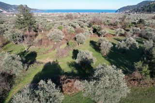 Αγροτεμάχια 1.032 τ.μ. προς πώληση, Ποταμιά Θάσου-thumb-1