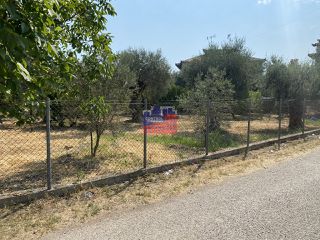 Οικόπεδο 1.200 τ.μ. προς πώληση, Διακοφτό-thumb-1