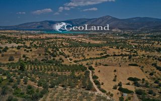 Αγροτεμάχια 4.521 τ.μ. προς πώληση, Άγιος Νικόλαος Κρανιδίου-thumb-7