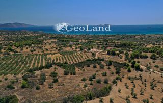 Αγροτεμάχια 2.003 τ.μ. για πώληση