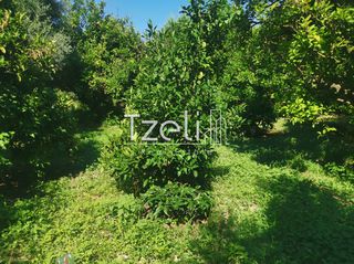 Οικόπεδο 539 τ.μ. για πώληση, Αχαΐα, Βραχναίικα-thumb-6