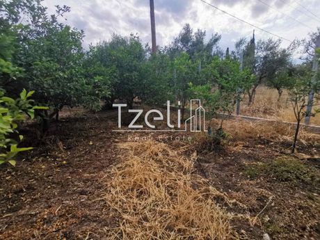 Αγροτεμάχια 2.560 τ.μ. για πώληση