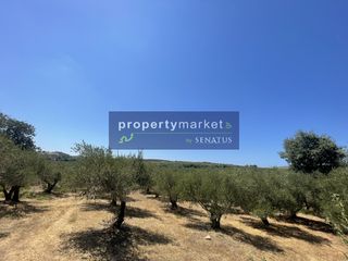 Αγροτεμάχια 1.519 τ.μ. για πώληση