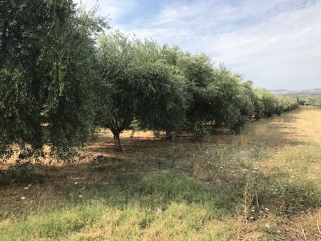 Οικόπεδο 5.034 τ.μ. για πώληση