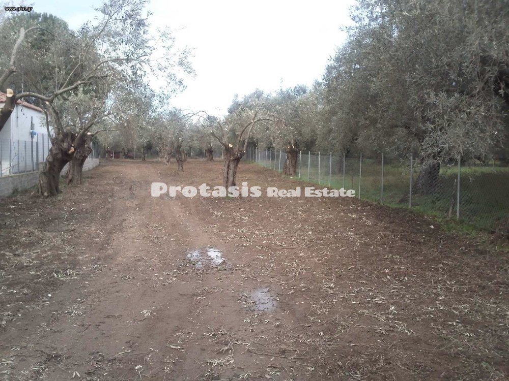 Αγροτεμάχια 1.387 τ.μ. προς πώληση, Αγιόκαμπος Αιδηψού