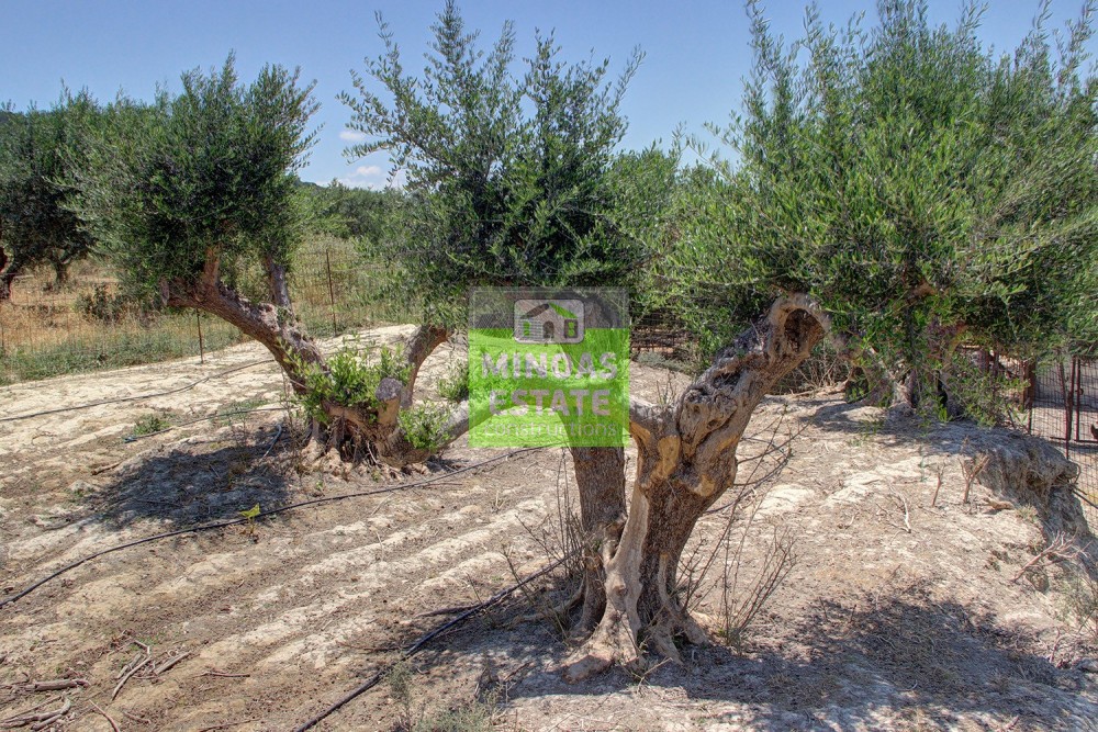 Οικόπεδο 360 τ.μ. προς πώληση, Καλυδονία