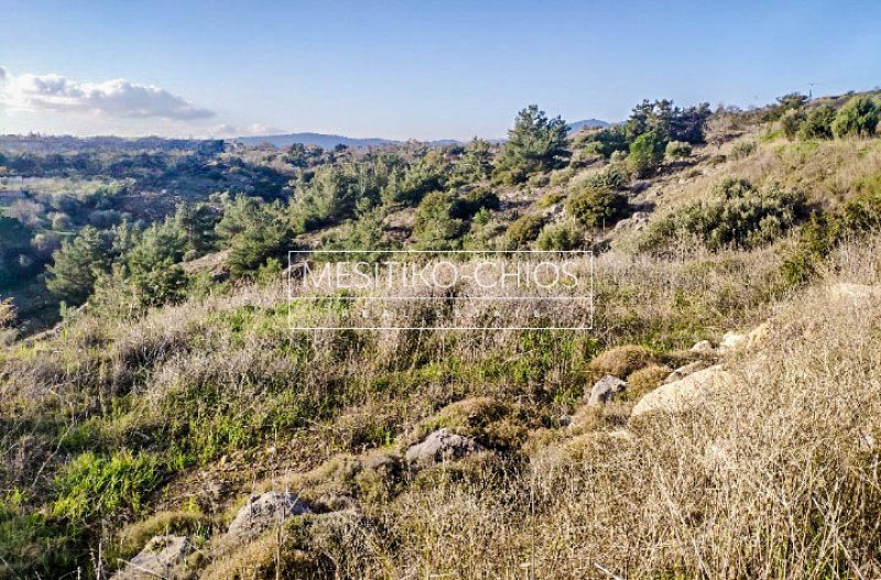 Οικόπεδο 4.419 τ.μ. προς πώληση, Πόλη Χίου
