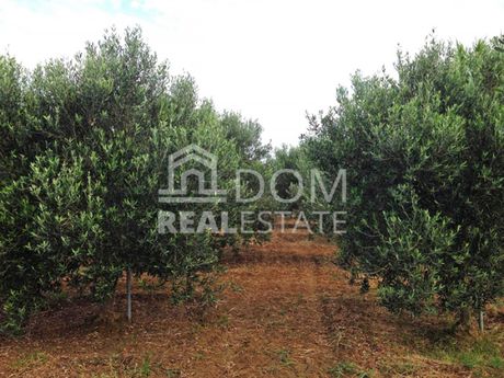 Αγροτεμάχια 10.500 τ.μ. για πώληση