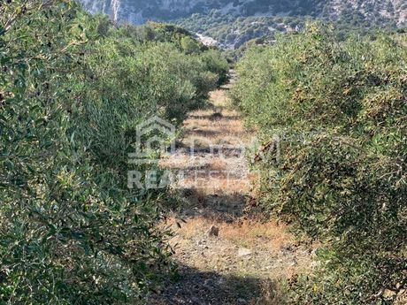 Αγροτεμάχια 7.000 τ.μ. για πώληση