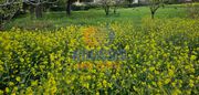 Land plot 980sqm for sale-Agios Stefanos » Center
