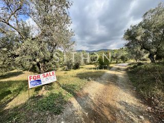 Αγροτεμάχια 9.205 τ.μ. για πώληση
