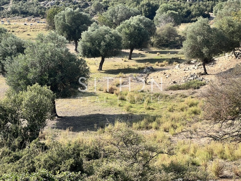 Αγροτεμάχια 3.705 τ.μ. προς πώληση, Συκιά Τορώνης