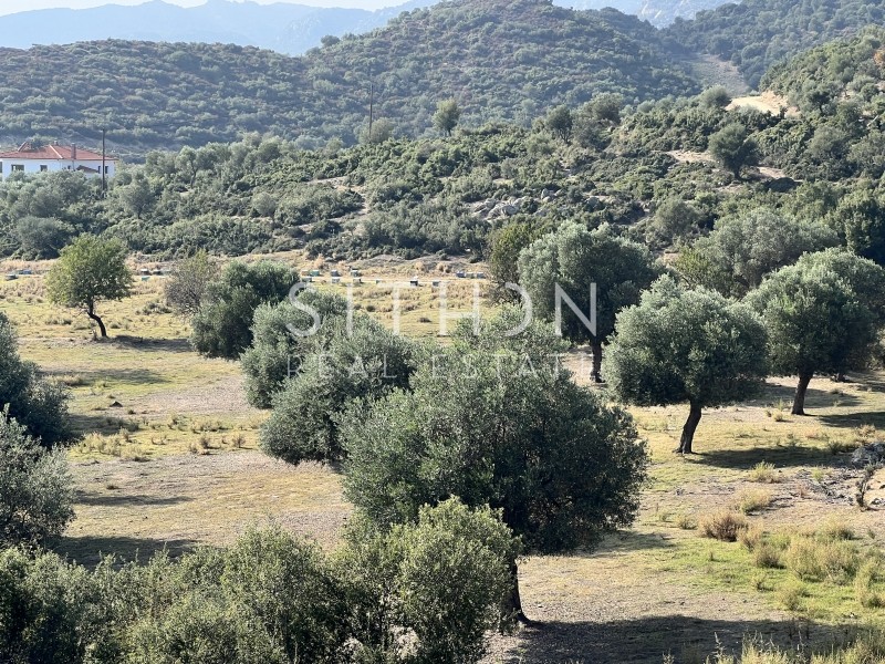 Αγροτεμάχια 3.705 τ.μ. προς πώληση, Συκιά Τορώνης
