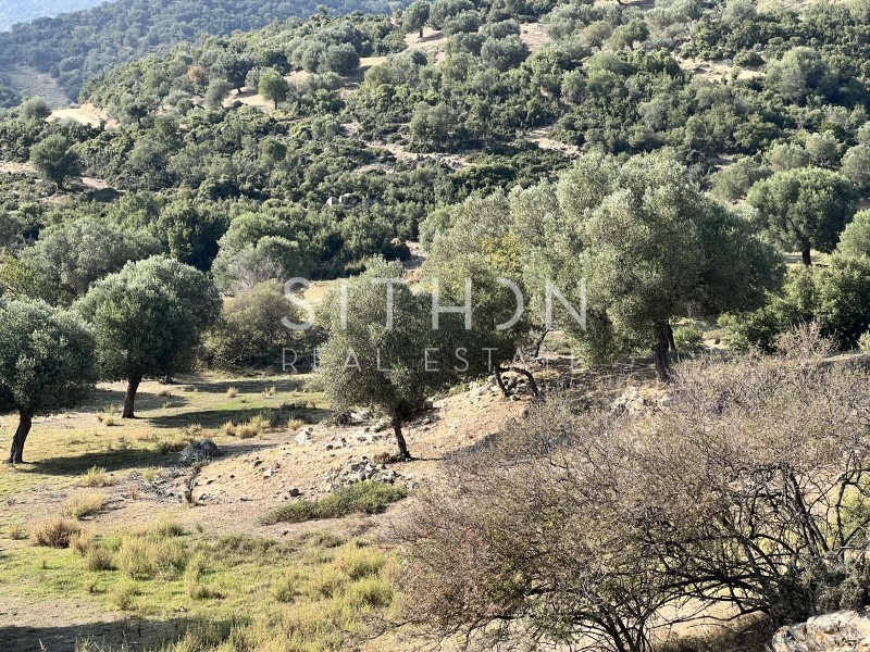 Αγροτεμάχια 3.705 τ.μ. προς πώληση, Συκιά Τορώνης