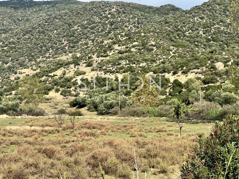 Αγροτεμάχια 3.302 τ.μ. προς πώληση, Συκιά Τορώνης