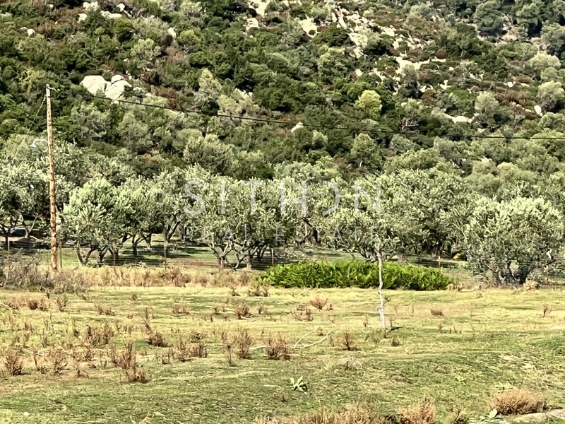 Αγροτεμάχια 3.302 τ.μ. προς πώληση, Συκιά Τορώνης
