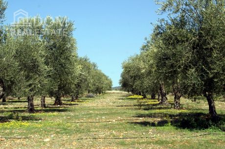 Αγροτεμάχια 7.500 τ.μ. για πώληση