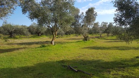 Land plot 5.000sqm for sale-Corfu » Melitieoi