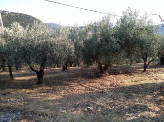 Αγροτεμάχια 8.000 τ.μ. για πώληση