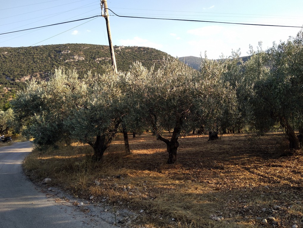 Αγροτεμάχια 8.000 τ.μ. προς πώληση, Ζόγκα