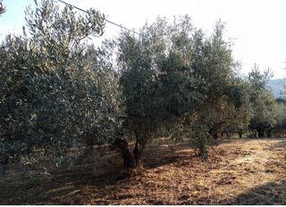 Αγροτεμάχια 8.000 τ.μ. για πώληση, Αργολίδα, Άργος-thumb-3