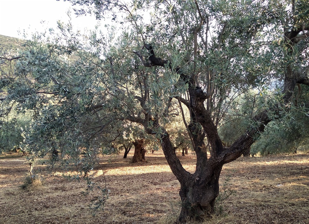 Αγροτεμάχια 8.000 τ.μ. προς πώληση, Ζόγκα