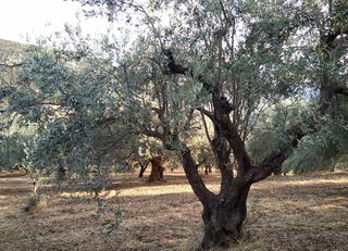 Αγροτεμάχια 8.000 τ.μ. για πώληση, Αργολίδα, Άργος-thumb-5