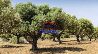 Αγροτεμάχια 5.000 τ.μ. για πώληση