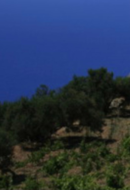 Οικόπεδο 10.000 τ.μ. προς πώληση, Αλοπρόνοια