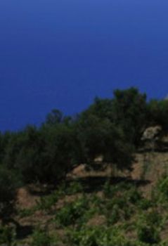 Οικόπεδο 10.000 τ.μ. για πώληση