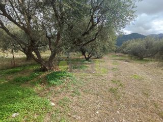 Αγροτεμάχια 1.260 τ.μ. για πώληση, Αχαΐα, Πάτρα-thumb-2
