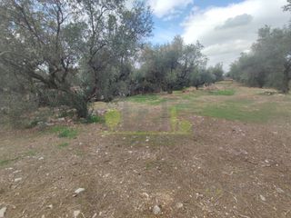 Αγροτεμάχια 1.260 τ.μ. για πώληση, Αχαΐα, Πάτρα-thumb-23