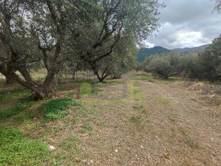 Αγροτεμάχια 1.260 τ.μ. για πώληση, Αχαΐα, Πάτρα-thumb-6