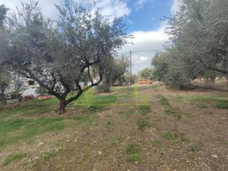 Αγροτεμάχια 1.260 τ.μ. για πώληση, Αχαΐα, Πάτρα-thumb-11