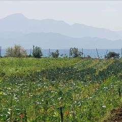 Οικόπεδο 5.375 τ.μ. για πώληση, Μεσσηνία, Πεταλίδι-thumb-4