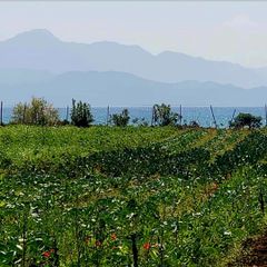 Οικόπεδο 5.375 τ.μ. για πώληση, Μεσσηνία, Πεταλίδι-thumb-23
