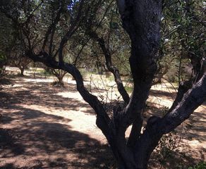 Οικόπεδο 2.485 τ.μ. για πώληση, Αχαΐα, Πάτρα-thumb-3