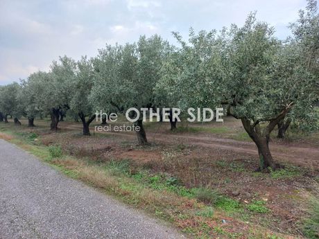 Αγροτεμάχια 25.500τ.μ. για πώληση-Φαρίδα » Ξηροκάμπι