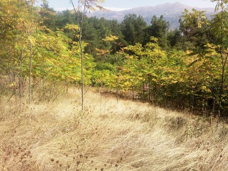 Parcel 5sqm for sale-Ioannina » Ag. Triada