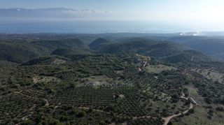 Αγροτεμάχια 5.000 τ.μ. για πώληση